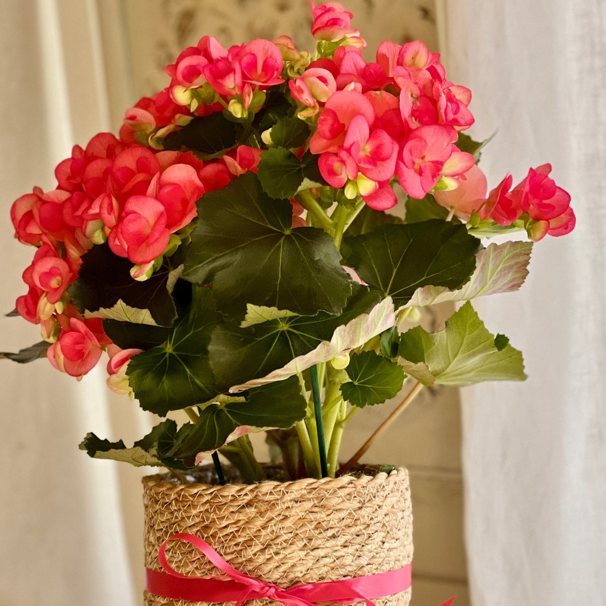 Blooming Begonia - Coral - in a basket