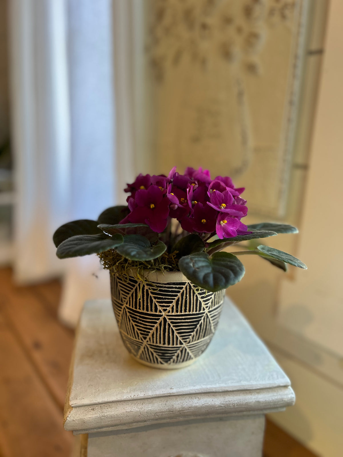 Sweet Violet -