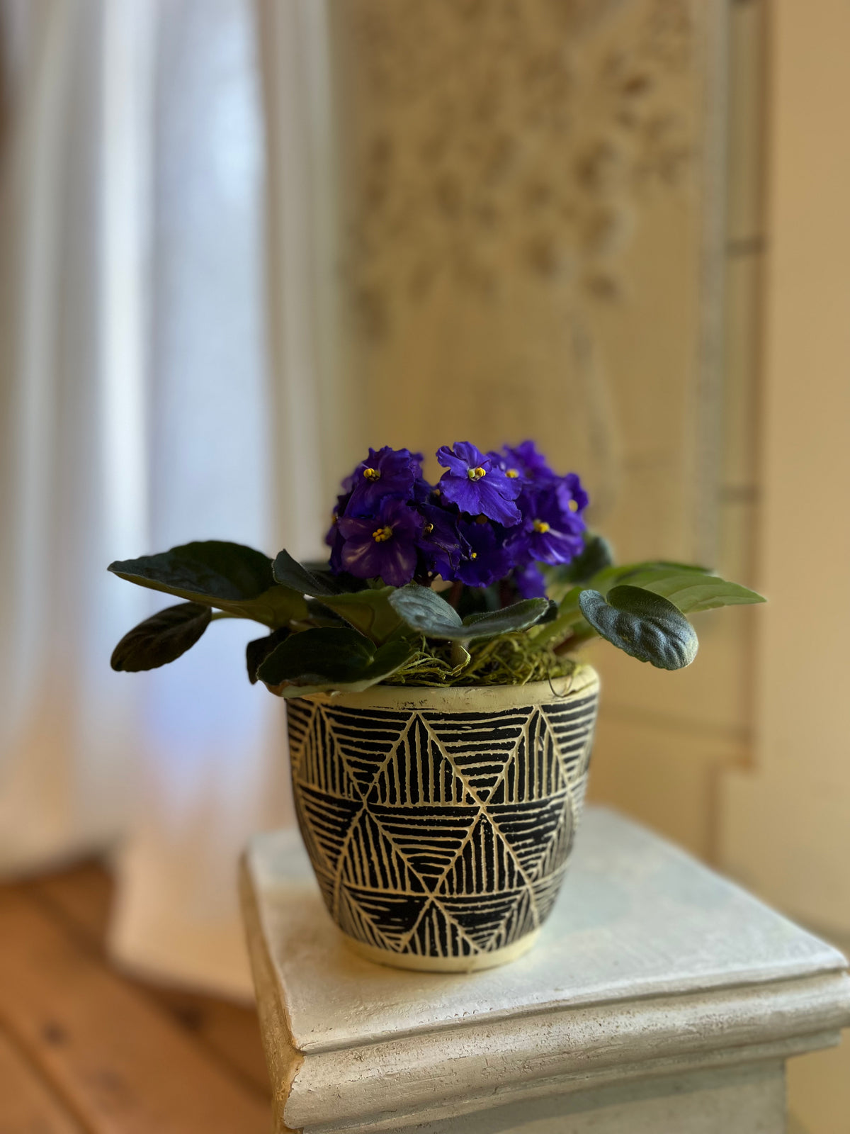 Sweet Violet -