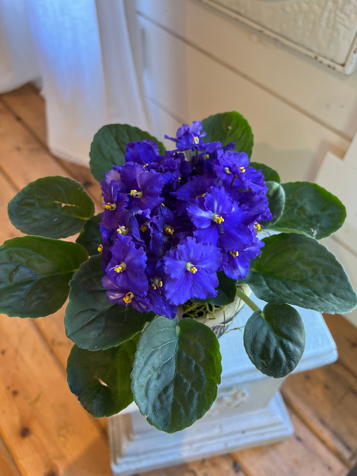 Sweet Violet -