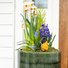 seasonal designer outdoor planted pots with green pot