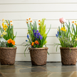 Outdoor Pot Inserts – Planted & Ready!