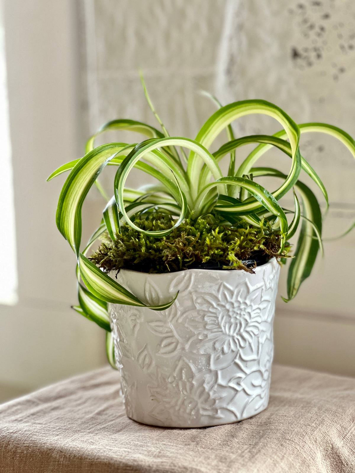 Variegated Spider Plant